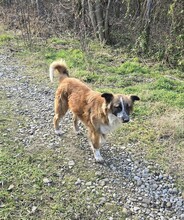 EFFY, Hund, Mischlingshund in Rumänien - Bild 9