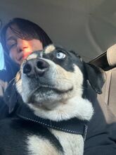 BENI, Hund, Mischlingshund in Bulgarien - Bild 2
