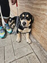 BENI, Hund, Mischlingshund in Bulgarien - Bild 3