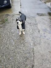 BENI, Hund, Mischlingshund in Bulgarien - Bild 4