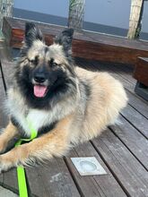 PIA, Hund, Mischlingshund in Solingen