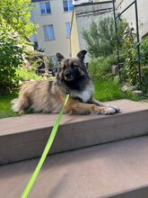 PIA, Hund, Mischlingshund in Solingen - Bild 10