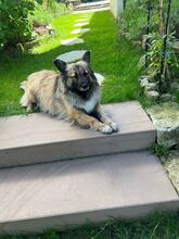 PIA, Hund, Mischlingshund in Solingen - Bild 11