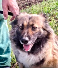 PIA, Hund, Mischlingshund in Solingen - Bild 12