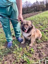 PIA, Hund, Mischlingshund in Solingen - Bild 13