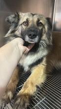PIA, Hund, Mischlingshund in Solingen - Bild 14