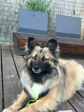 PIA, Hund, Mischlingshund in Solingen - Bild 2