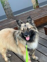 PIA, Hund, Mischlingshund in Solingen - Bild 3