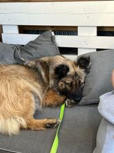 PIA, Hund, Mischlingshund in Solingen - Bild 4