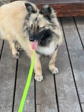 PIA, Hund, Mischlingshund in Solingen - Bild 5