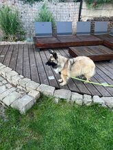 PIA, Hund, Mischlingshund in Solingen - Bild 6