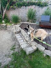 PIA, Hund, Mischlingshund in Solingen - Bild 7