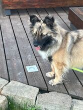 PIA, Hund, Mischlingshund in Solingen - Bild 8