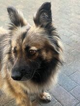PIA, Hund, Mischlingshund in Solingen - Bild 9