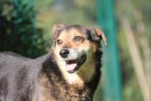 RIO, Hund, Mischlingshund in Wuppertal