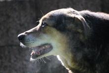 RIO, Hund, Mischlingshund in Wuppertal - Bild 10