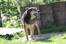 RIO, Hund, Mischlingshund in Wuppertal - Bild 11