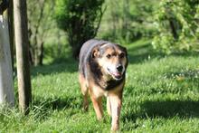 RIO, Hund, Mischlingshund in Wuppertal - Bild 12