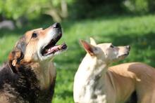 RIO, Hund, Mischlingshund in Wuppertal - Bild 13