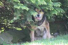 RIO, Hund, Mischlingshund in Wuppertal - Bild 14