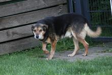 RIO, Hund, Mischlingshund in Wuppertal - Bild 15