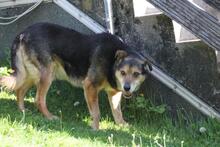 RIO, Hund, Mischlingshund in Wuppertal - Bild 16