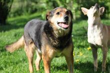 RIO, Hund, Mischlingshund in Wuppertal - Bild 2