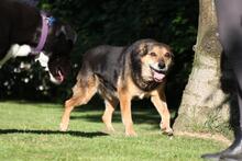 RIO, Hund, Mischlingshund in Wuppertal - Bild 4