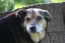 RIO, Hund, Mischlingshund in Wuppertal - Bild 5