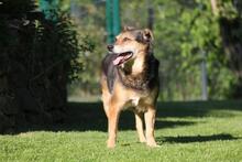 RIO, Hund, Mischlingshund in Wuppertal - Bild 6