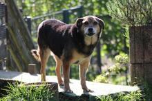 RIO, Hund, Mischlingshund in Wuppertal - Bild 7