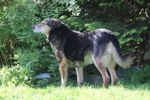 RIO, Hund, Mischlingshund in Wuppertal - Bild 8