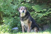 RIO, Hund, Mischlingshund in Wuppertal - Bild 9
