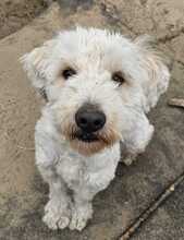 POLAR, Hund, Mischlingshund in Ungarn - Bild 1