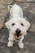 POLAR, Hund, Mischlingshund in Ungarn - Bild 10