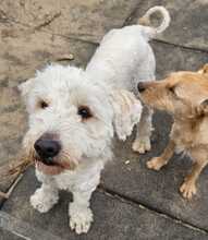 POLAR, Hund, Mischlingshund in Ungarn - Bild 11