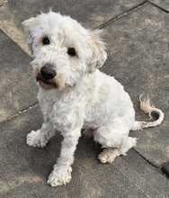 POLAR, Hund, Mischlingshund in Ungarn - Bild 12