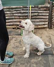 POLAR, Hund, Mischlingshund in Ungarn - Bild 13