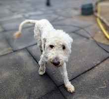 POLAR, Hund, Mischlingshund in Ungarn - Bild 15