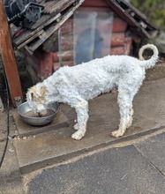 POLAR, Hund, Mischlingshund in Ungarn - Bild 16