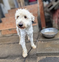 POLAR, Hund, Mischlingshund in Ungarn - Bild 17