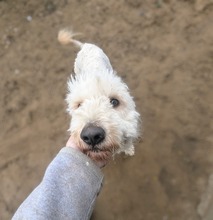 POLAR, Hund, Mischlingshund in Ungarn - Bild 18