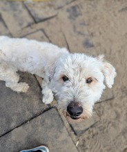 POLAR, Hund, Mischlingshund in Ungarn - Bild 19