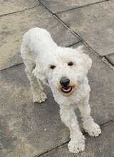 POLAR, Hund, Mischlingshund in Ungarn - Bild 2
