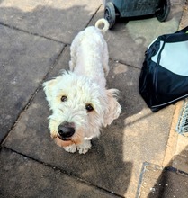 POLAR, Hund, Mischlingshund in Ungarn - Bild 20