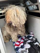 POLAR, Hund, Mischlingshund in Ungarn - Bild 21
