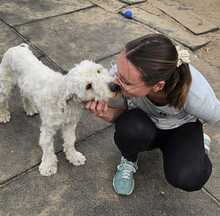 POLAR, Hund, Mischlingshund in Ungarn - Bild 3