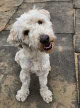 POLAR, Hund, Mischlingshund in Ungarn - Bild 4