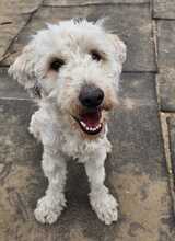 POLAR, Hund, Mischlingshund in Ungarn - Bild 5