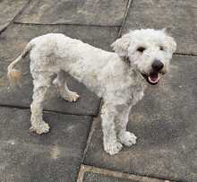 POLAR, Hund, Mischlingshund in Ungarn - Bild 6
